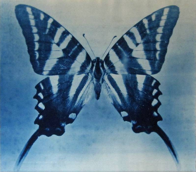 Thomas Hager
Wing Study #2,1/12, 2012
HAG474
cyanotype, 27 1/2 x 30  inchesfull bleed