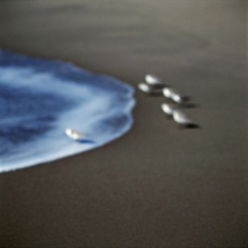 John Huggins (LA) -&nbsp;Plovers, Malibu, California, ed. of 23, 2003 pigment print 36 x 36 inch paper / 32 x 32 inch image, ed. of 23 | 53 x 53 inch paper, ed. of 7 HUGG289