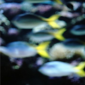 John Huggins (LA) -&nbsp;Aquarium #1, Sydney, Australia, ed. of 23, 2004 pigment print 36 x 36 inch paper / 32 x 32 inch image, ed. of 23 | 53 x 53 inch paper, ed. of 7 HUGG290