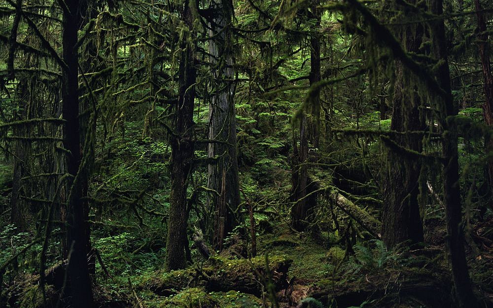 Jason Frank Rothenberg
Quinault (Interior #1), AP, 2014
JFR002
archival pigment print, 38 3/4 x 62 inches