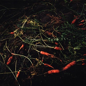 Work: Jason Frank Rothenberg Carrots, Edition of 8, 2014 c-print 42 x 42 inches JFR010