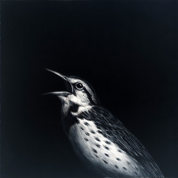 Shelley Reed (LA) -&nbsp;Meadowlark, 2014 oil on canvas 10 x 10 inches REE119