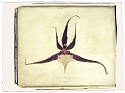Linda Broadfoot, Odontobrassium Kenneth Bivin, no. 4 of 5
2003, hand manipulated polaroid transfer on Fabriano paper