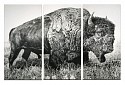 Rick Shaefer, American Bison
2013, charcoal on vellum