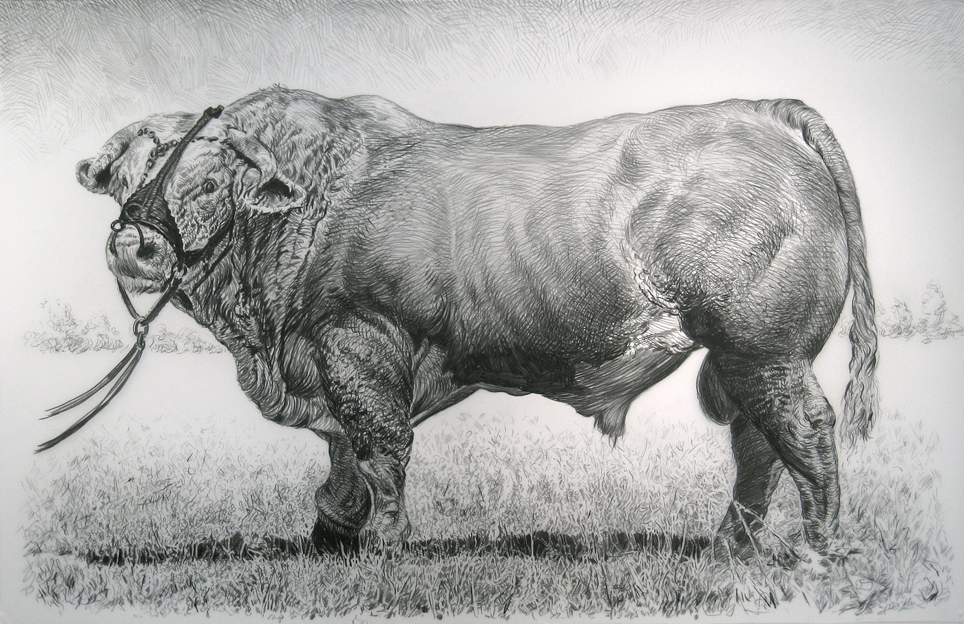 Rick Shaefer
Bull, 2014
shaef025
charcoal on vellum, 45 x 65 inches