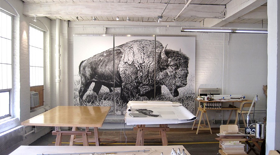 Rick Shaefer
American Bison, Studio View, 2013