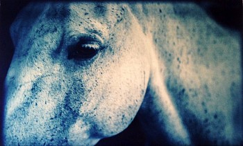 Thomas Hager -&nbsp;Horse Portrait Detail, 1/12, 2014 cyanotype 24 x 37 1/2 inches full bleed HAG526
