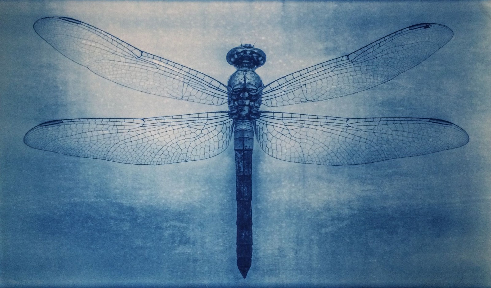 Thomas Hager
Dragon Fly 1, 1/12, 2014
HAG533
cyanotype, 24 x 40 inches full bleed