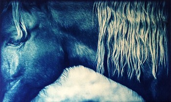 Thomas Hager -&nbsp;Horse Portrait With Mane, 1/12, 2014 cyanotype 24 x 37 1/2 inches full bleed HAG528