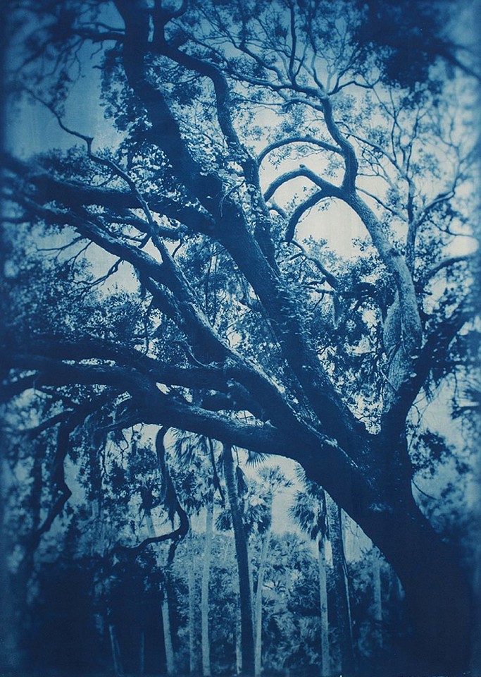 Thomas Hager (LA)
Ribault Live Oak, 3/12, 2015
HAG565
cyanotype, 41 1/2 x 29 1/2 inches full bleed