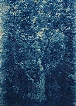 Thomas Hager (LA) -&nbsp;Cedar Point Live Oak, 3/12, 2015 cyanotype 41 1/2 x 29 1/2 inches full bleed HAG564