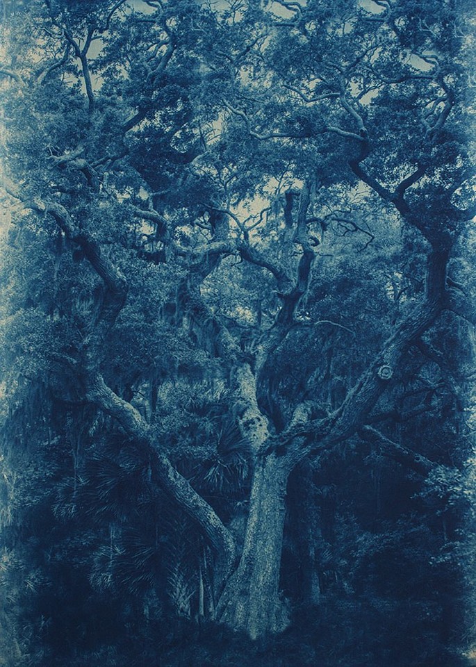 Thomas Hager (LA)
Cedar Point Live Oak, 3/12, 2015
HAG564
cyanotype, 41 1/2 x 29 1/2 inches full bleed