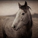Thomas Hager, Horse Portrait - 2, 1/10
2016, archival pigment print