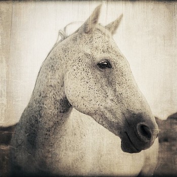 Thomas Hager -&nbsp;Horse Portrait - 1, 1/10, 2016 archival pigment print 42.5 x 42 inches HAG570