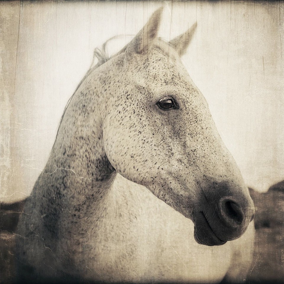 Thomas Hager
Horse Portrait - 1, 1/10, 2016
HAG570
archival pigment print, 42.5 x 42 inches