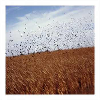 John Huggins (LA) -&nbsp;Cornfield and Birds, Iowa, ed. of 23, 2014 pigment print 36 x 36 inch paper / 32 x 32 inch image, ed. of 23 | 53 x 53 inch paper, ed. of 7 HUGG367
