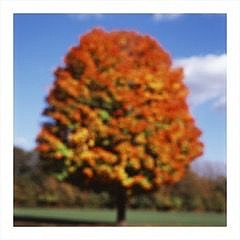 John Huggins (LA) -&nbsp;Tree, Illinois, ed. of 23, 2015 pigment print 36 x 36 inch paper / 32 x 32 inch image, ed. of 23 | 53 x 53 inch paper, ed. of 7 HUGG361