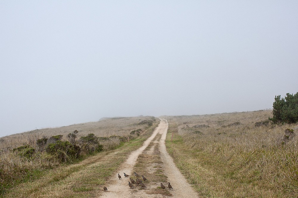 Jason Frank Rothenberg (LA)
Point Reyes, Edition of 8, 2014
JFR011
c-print, 20 x 30 inches