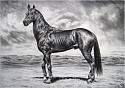 Rick Shaefer, Akhal Teke III
2016, charcoal on vellum