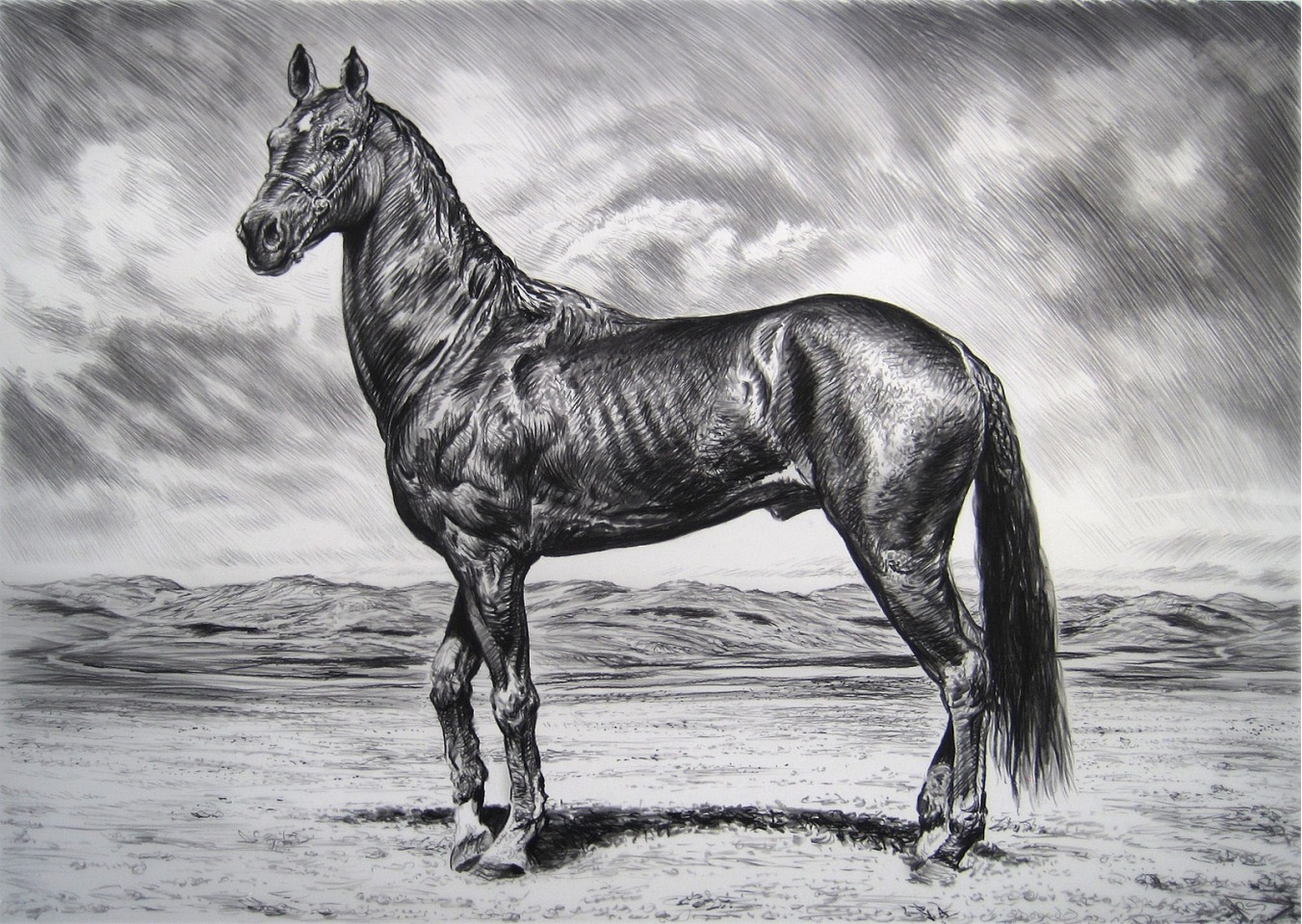 Rick Shaefer
Akhal Teke III, 2016
shaef041
charcoal on vellum, 45 x 62 inch paper / 49 x 65 inches framed