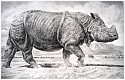 Rick Shaefer, Rhino II
2016, charcoal on vellum