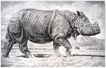 Work: Rhino II, 2016 charcoal on vellum 44 x 65 inches / 49 x 71 inches framed  shaef043