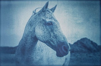 Thomas Hager -&nbsp;Horse Portrait 1, 2/12, 2014 cyanotype 24 x 37 1/2 inches full bleed HAG536