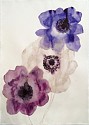 Lourdes Sanchez (LA), 3 Anemones
2015, watercolor