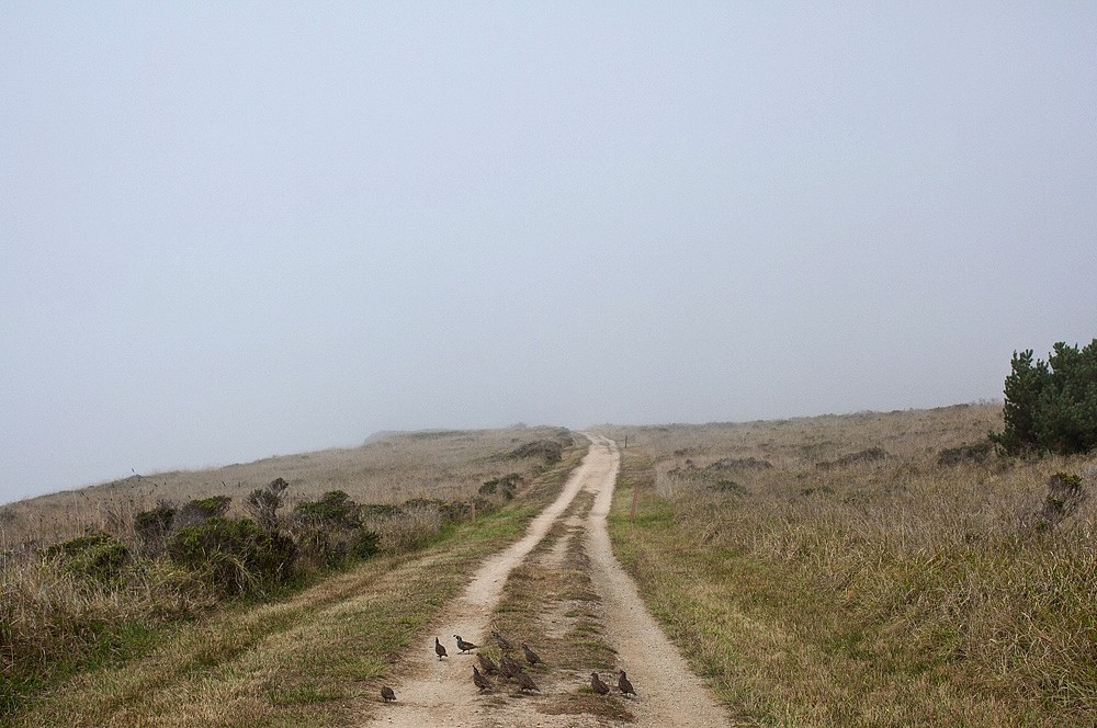 Jason Frank Rothenberg (LA)
Point Reyes, Edition of 8, 2014
JFR011
c-print, 20 x 30 inches, edition of 8 / 40 x 60 inches, edition of 8