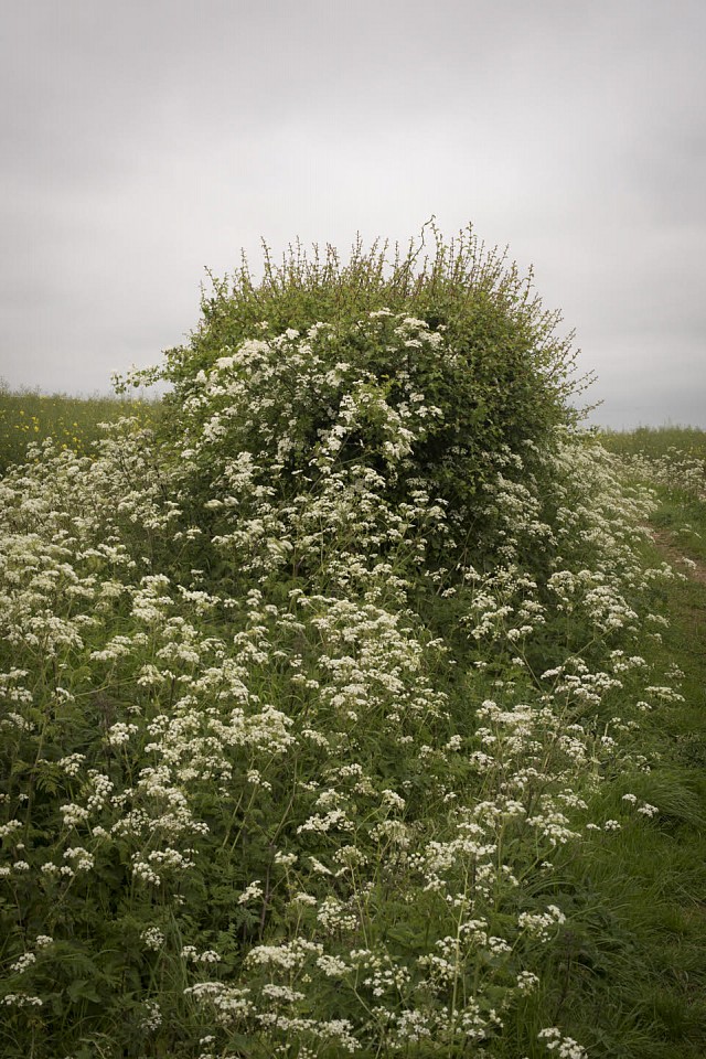 Susanna Howe
Flower Mound, AP, 2017
HOWE003
c-print, 34 1/2 x 23 1/2 inch image / 42 3/4 x 31 inch paper / 44 1/4 x 32 1/2 inch frame