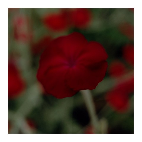 John Huggins (LA)
Flora #26, ed. of 23, 2019
HUGG398
pigment print, 36 x 36 inch paper / 32 x 32 inch image, ed. of 23 | 53 x 53 inch paper, ed. of 7