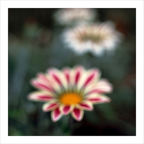 John Huggins (LA)
Flora #25, ed. of 23, 2019
HUGG397
pigment print, 36 x 36 inch paper / 32 x 32 inch image, ed. of 23 | 53 x 53 inch paper, ed. of 7