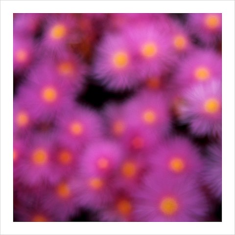 John Huggins (LA)
Flora #20, ed. of 23, 2019
HUGG396
pigment print, 36 x 36 inch paper / 32 x 32 inch image, ed. of 23 | 53 x 53 inch paper, ed. of 7