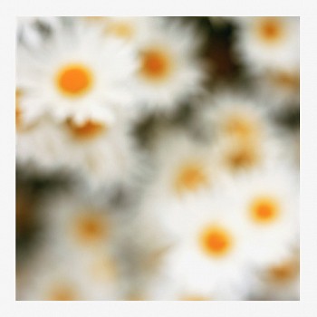 John Huggins (LA) -&nbsp;Flora #10, ed. of 23, 2019 pigment print 36 x 36 inch paper / 32 x 32 inch image, ed. of 23 | 53 x 53 inch paper, ed. of 7 HUGG401b
