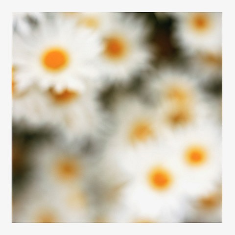 John Huggins (LA)
Flora #10, ed. of 23, 2019
HUGG401b
pigment print, 36 x 36 inch paper / 32 x 32 inch image, ed. of 23 | 53 x 53 inch paper, ed. of 7