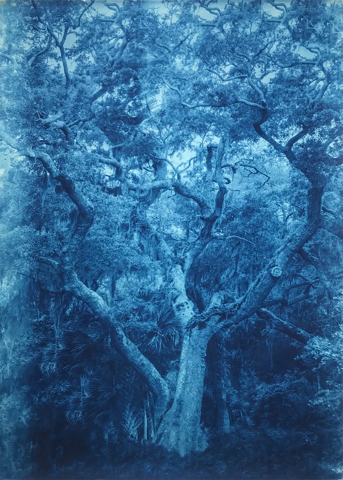 Thomas Hager
Cedar Point Live Oak, 5/12, 2020
HAG640
cyanotype, 42 x 30 inches