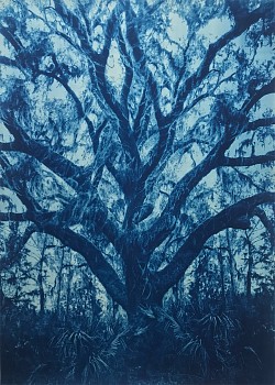 Thomas Hager -&nbsp;Live Oak Study II, 1/12, 2020 cyanotype 42 x 30 inches  HAG639