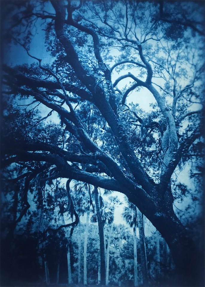 Thomas Hager
Fort George Island Live Oak, 5/12, 2020
HAG638
cyanotype, 42 x 30 inches full bleed