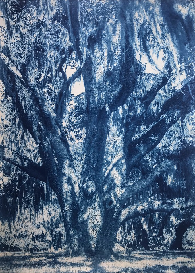 Thomas Hager
Cumberland Island Live Oak, 4/12, 2020
HAG637
cyanotype, 42 x 30 inches full bleed