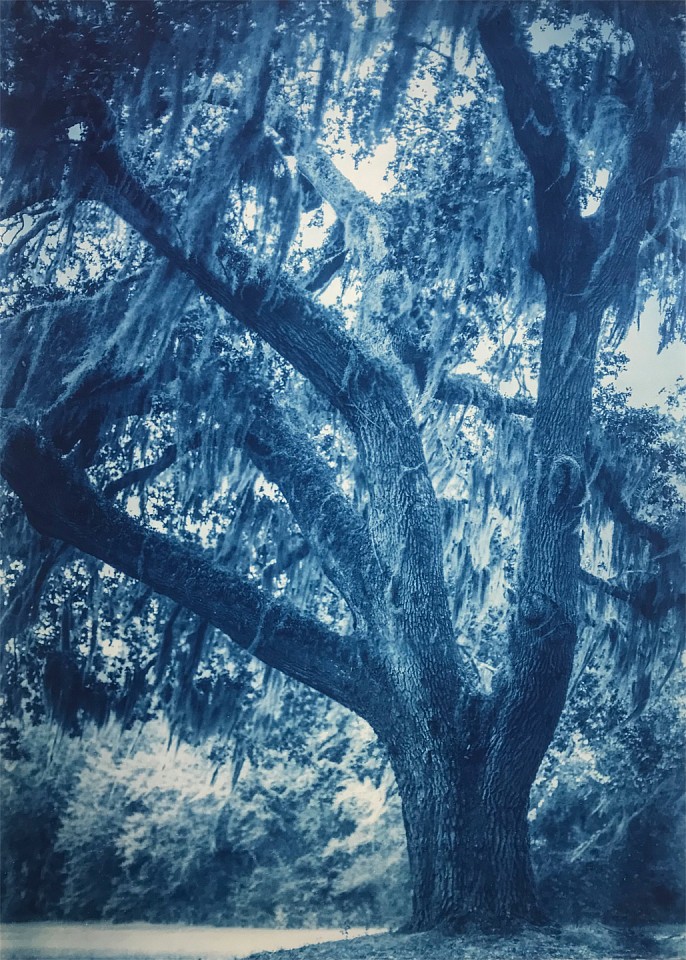 Thomas Hager
Fort George Live Oak II, 4/12, 2020
HAG634
cyanotype, 42 x 30 inches full bleed