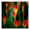 John Huggins (LA), Flora #9 ed. of 23, 1/23
2019, pigment print