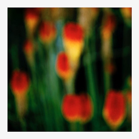 John Huggins (LA)
Flora #9 ed. of 23, 1/23, 2019
HUGG400
pigment print, 36 x 36 inch paper / 32 x 32 inch image, ed. of 23 | 53 x 53 inch paper, ed. of 7