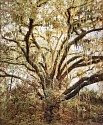 Thomas Hager, Like Oak Study, ed. of 10
2020, archival pigment print