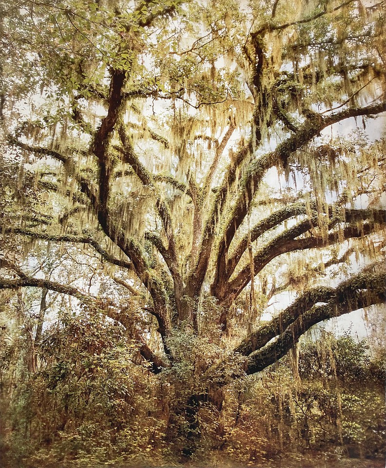 Thomas Hager
Like Oak Study, ed. of 10, 2020
HAG656
archival pigment print, 60 x 49 1/2 inches full bleed