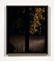 Jason Frank Rothenberg, Acacia #1, ed of 8
2020, archival pigment print