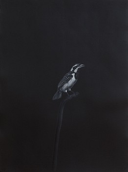 Work: Shelley Reed Black Throated Sparrow (after Barraband), 2021 oil on paper 30 x 22 1/2 inches / 33 1/4 x 26 inch frame REE210