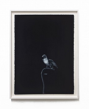 Work: Shelley Reed Red-Cheeked Parrot, 2023 oil on paper 30 x 22 inches / 33 1/4 x 26 inches framed REE267