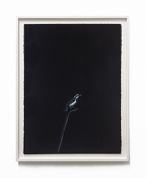 Work: Shelley Reed Black-Throated Sparrow, 2023 oil on paper 30 x 22 inches / 33 1/4 x 26 inches framed REE266