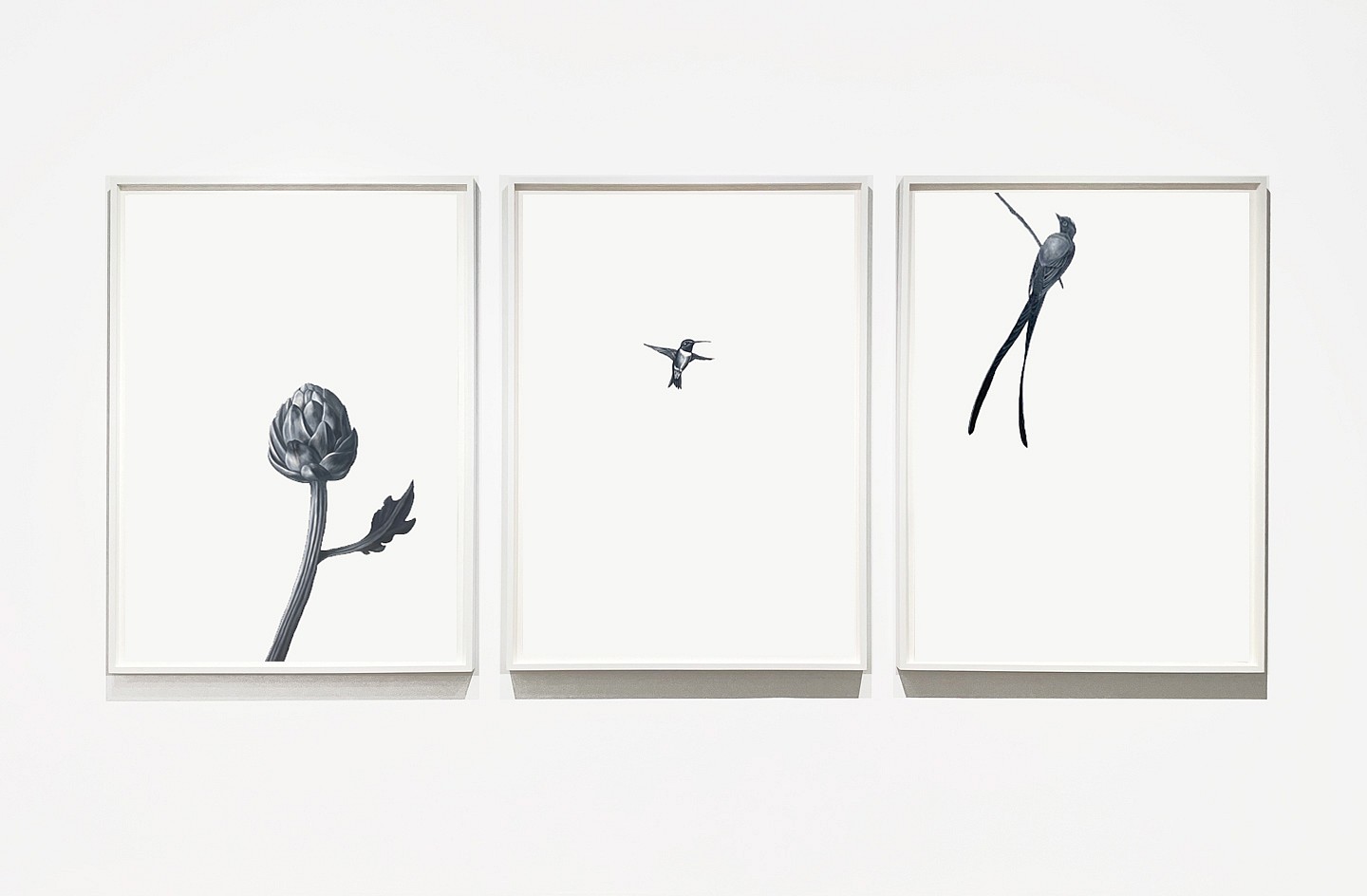 Shelley Reed
Installation: Artichoke 2 (After Snyders), Hummingbird 19, Forktail, 2022
45 x 34 framed each / 45 x 108 framed installation