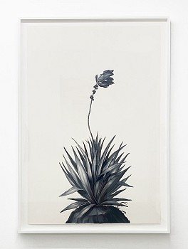 Work:&nbsp;Shelley Reed Aloe, 2023 oil on paper 60 x 40 inches / 65 1/2 x 45 inches framed  REE252